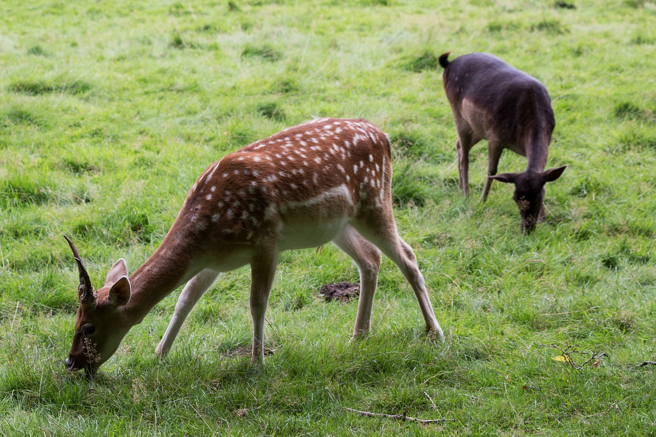 Image - roe deer nature red deer forest