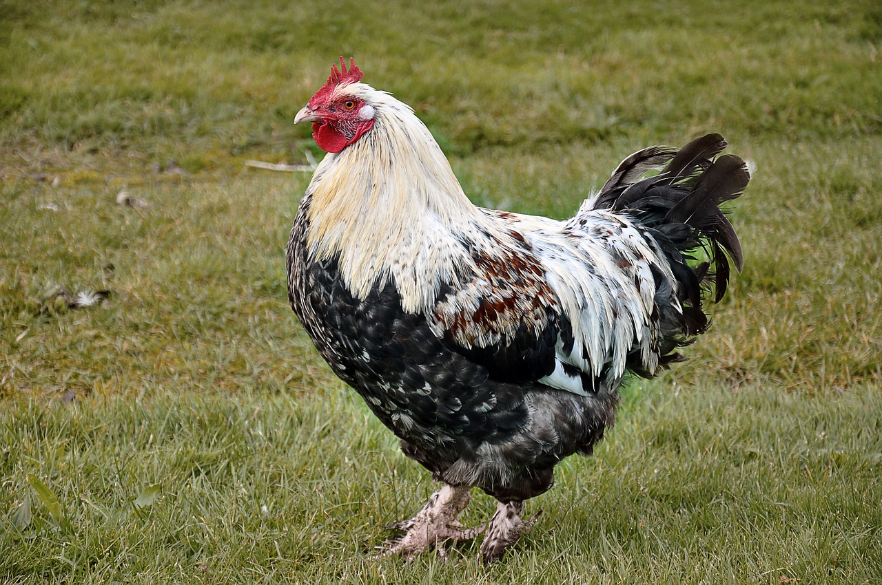 Image - hahn poultry crow farm gockel