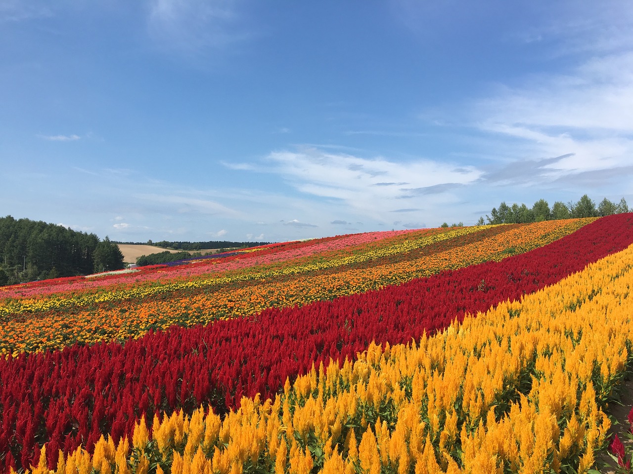 Image - hokkaido biei flower garden summer