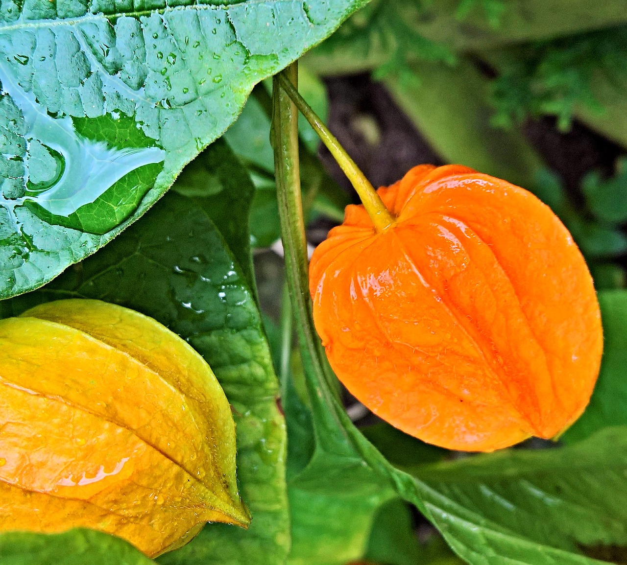 Image - plant lampionblume