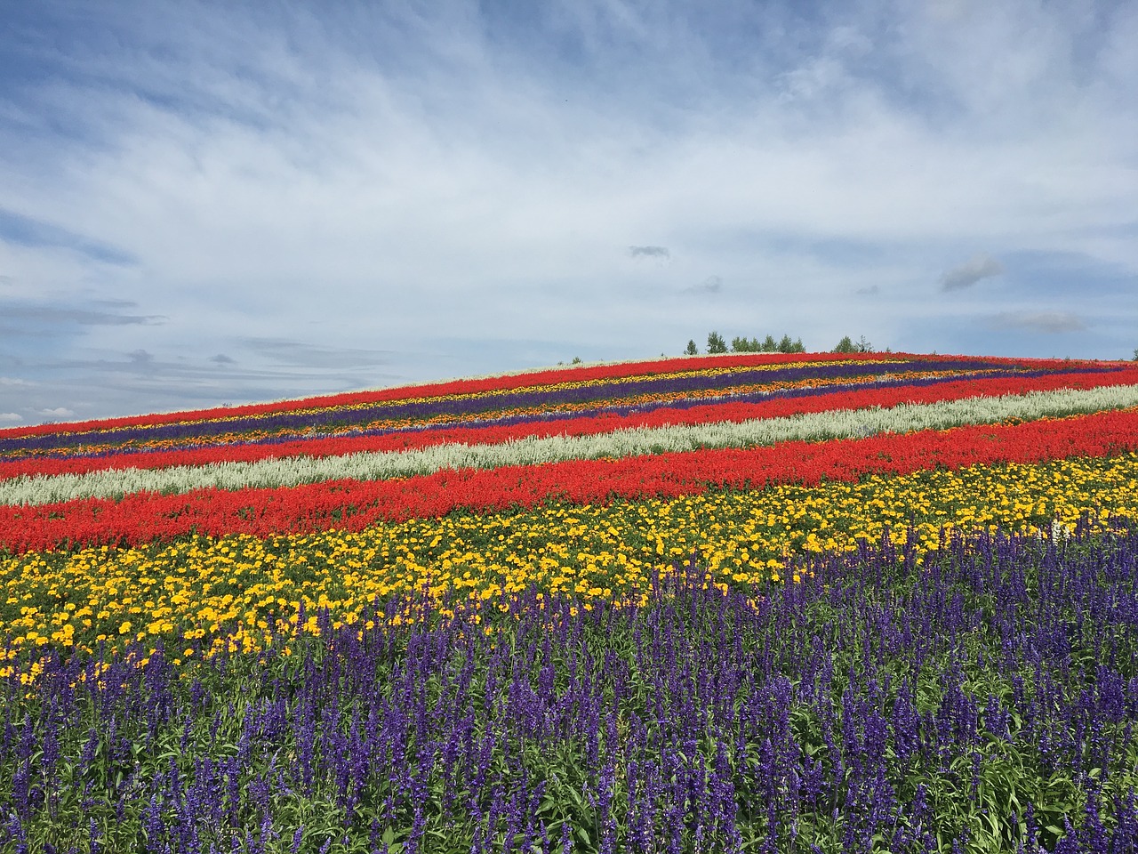 Image - hokkaido biei flower garden summer