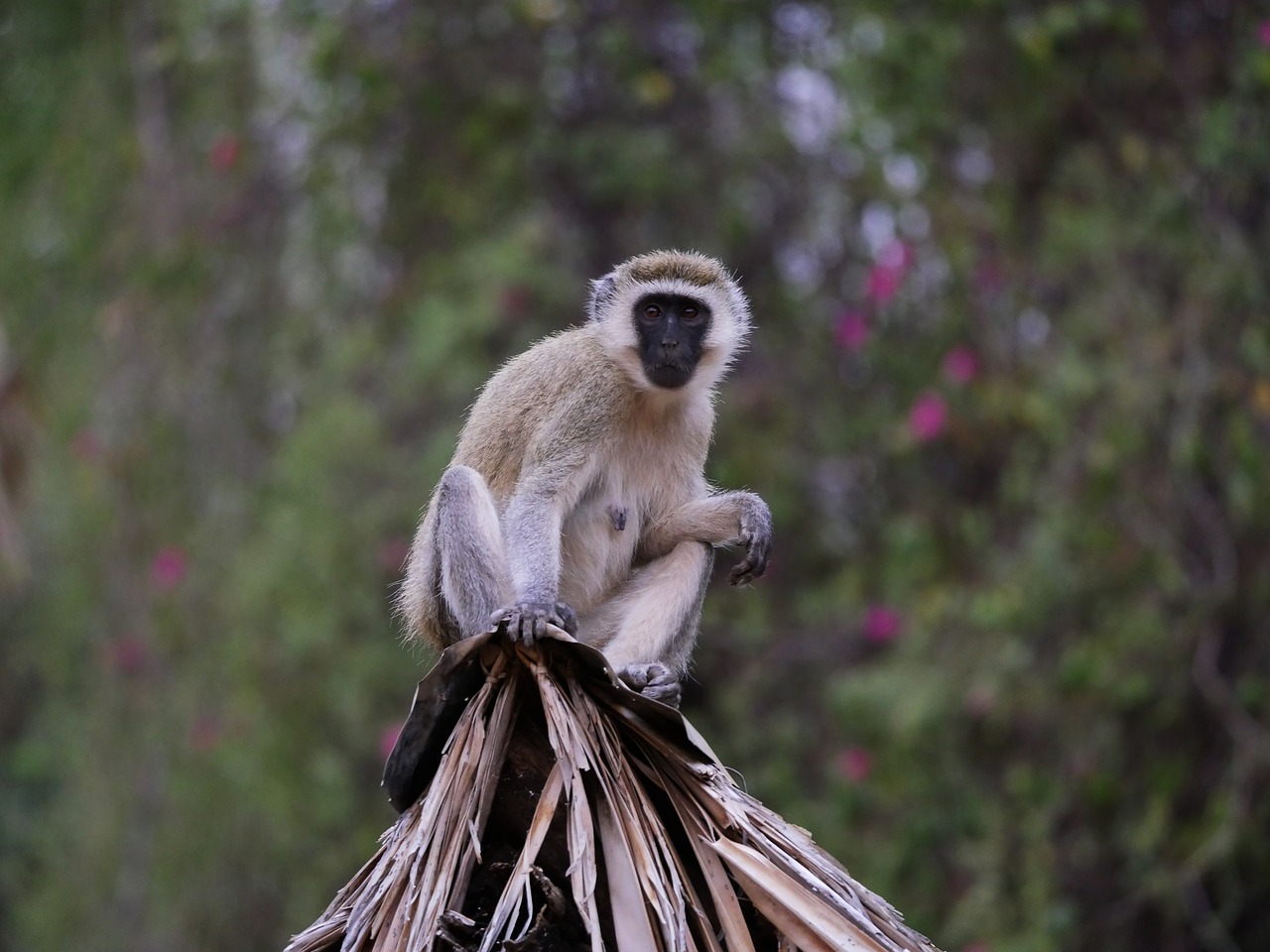 Image - southern green sea cat monkey kenya