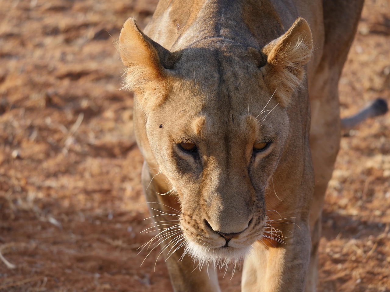 Image - lion hunting stalking lioness cat