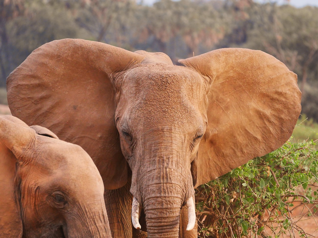 Image - elephant head ears tusk
