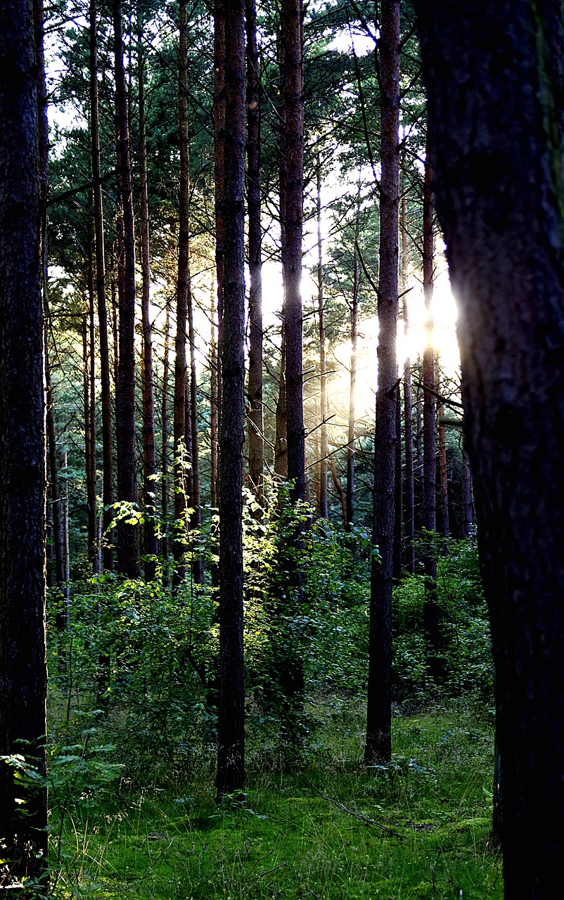 Image - forest tree vegetation shrubs