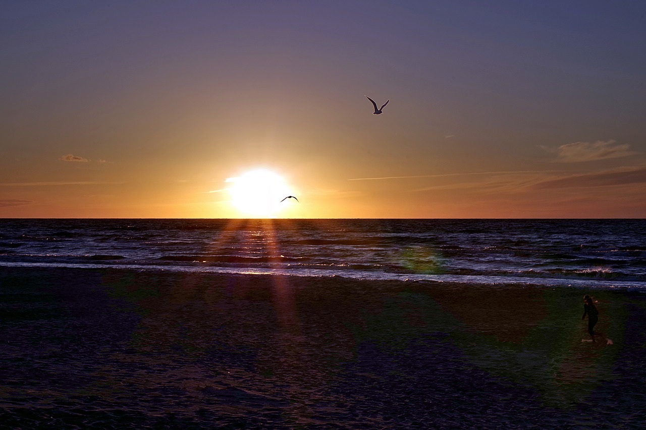 Image - beach bird sunset sea water sky