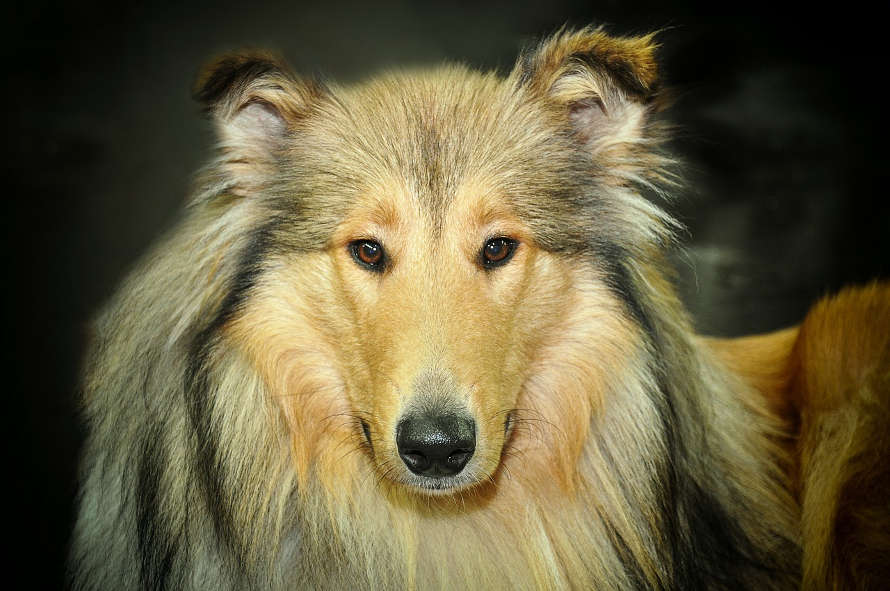 Image - dog male collie