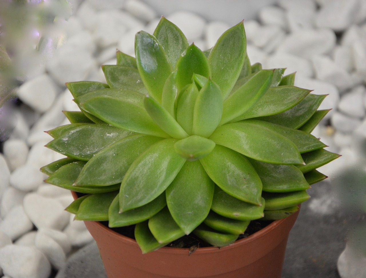 Image - plant succulent cactus green pot