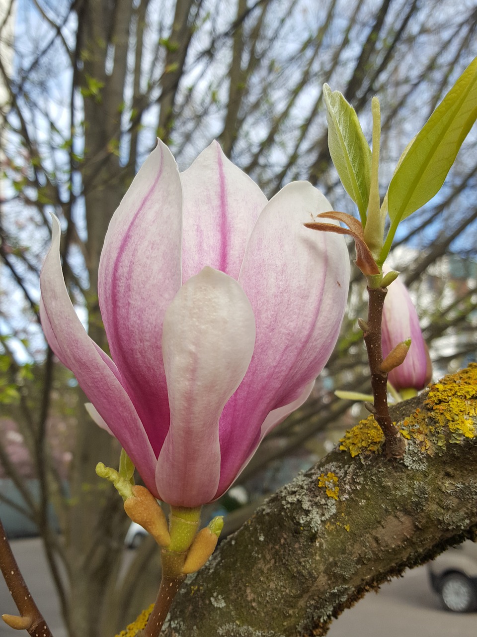 Image - flower magnolia spring bloom