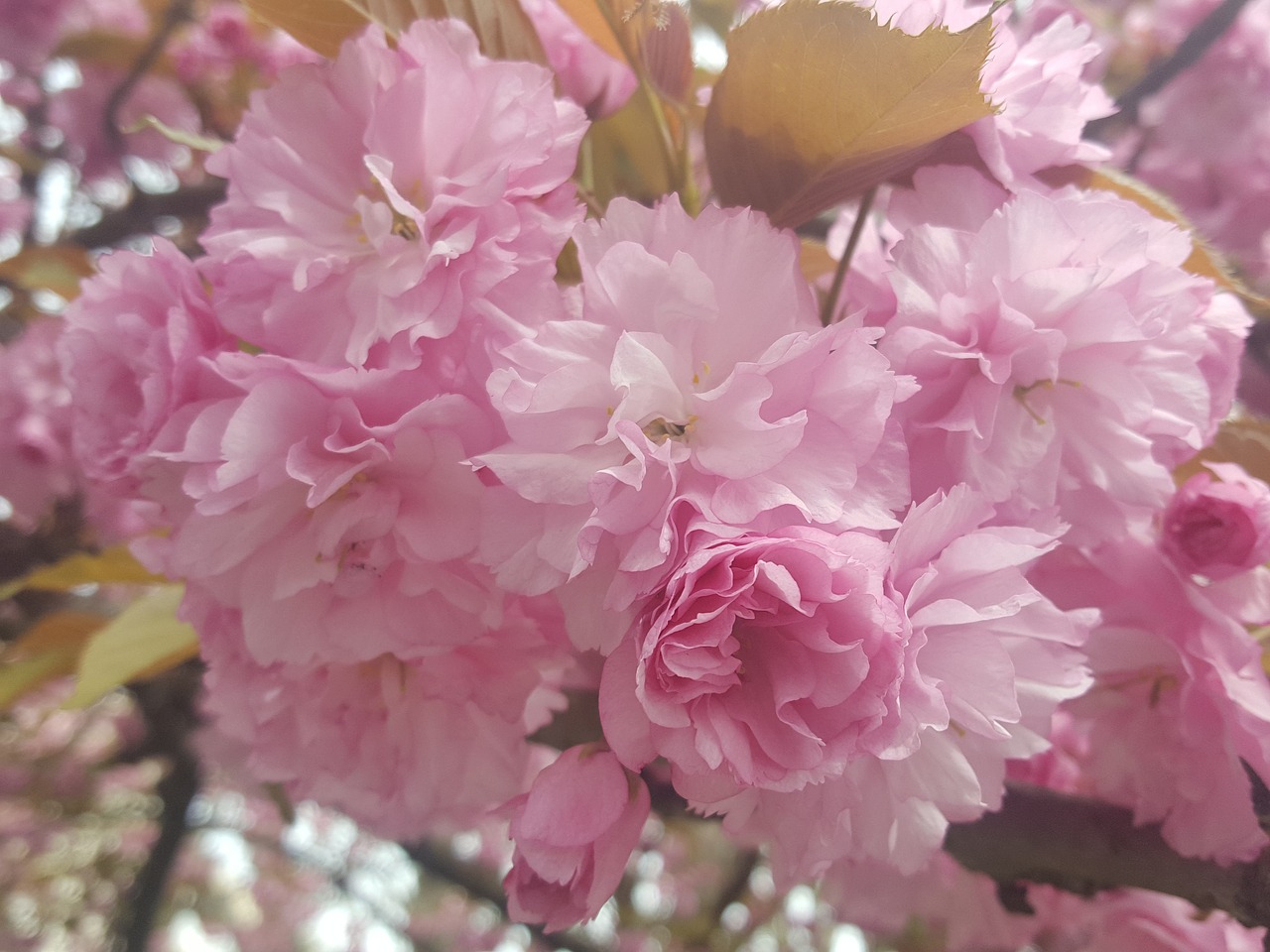 Image - sakura flower japanese blossom