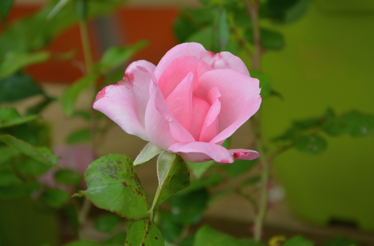 Image - pink rosebush green leaf