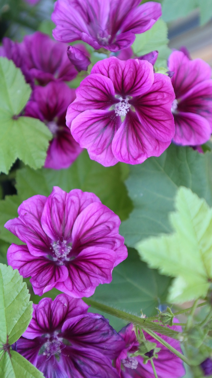 Image - flower purple pink blossom bloom