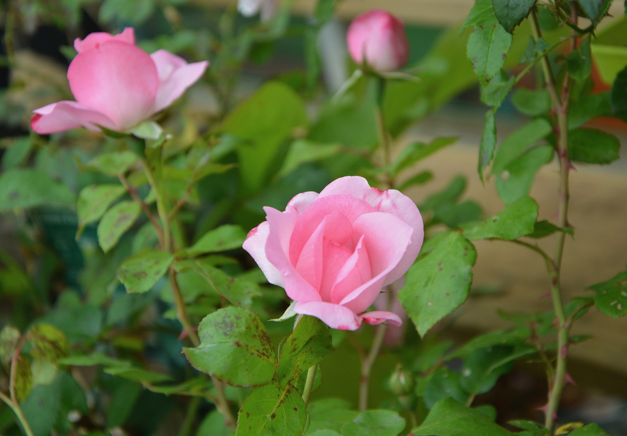 Image - roses rosebush green leaves garden