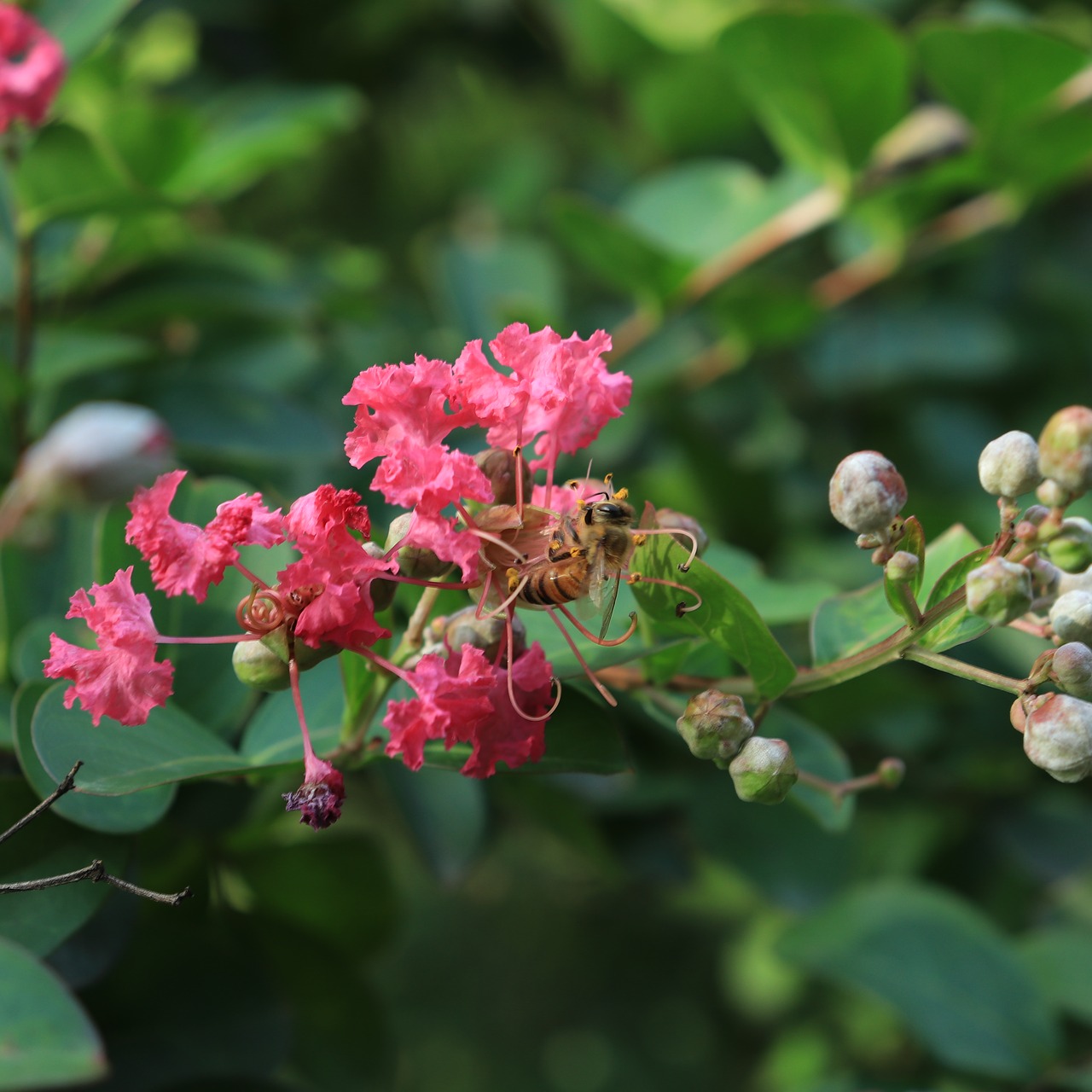 Image - bee flower honey pink red plant