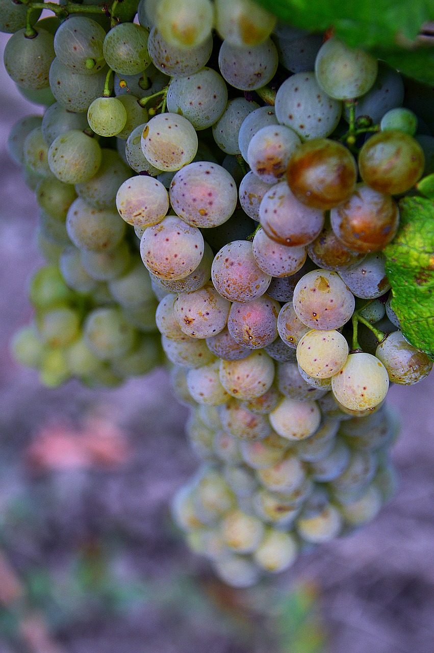 Image - autumn grape bunch of grapes