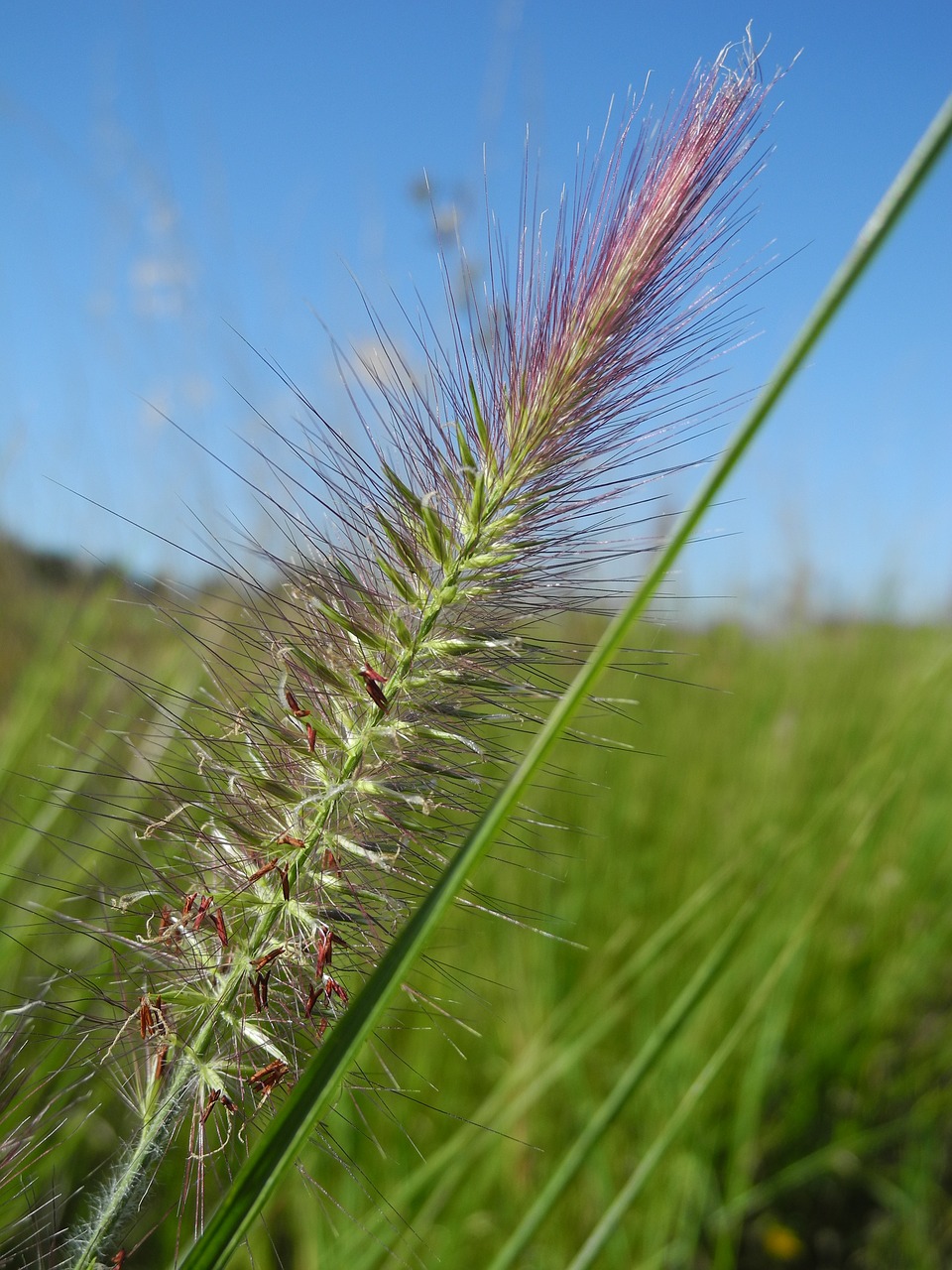 Image - flower spades macro nature