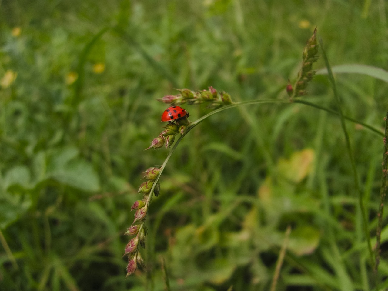 Image - ladybug grass summer insect flora