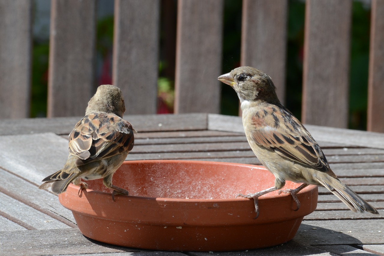Image - sparrows bird food animal world