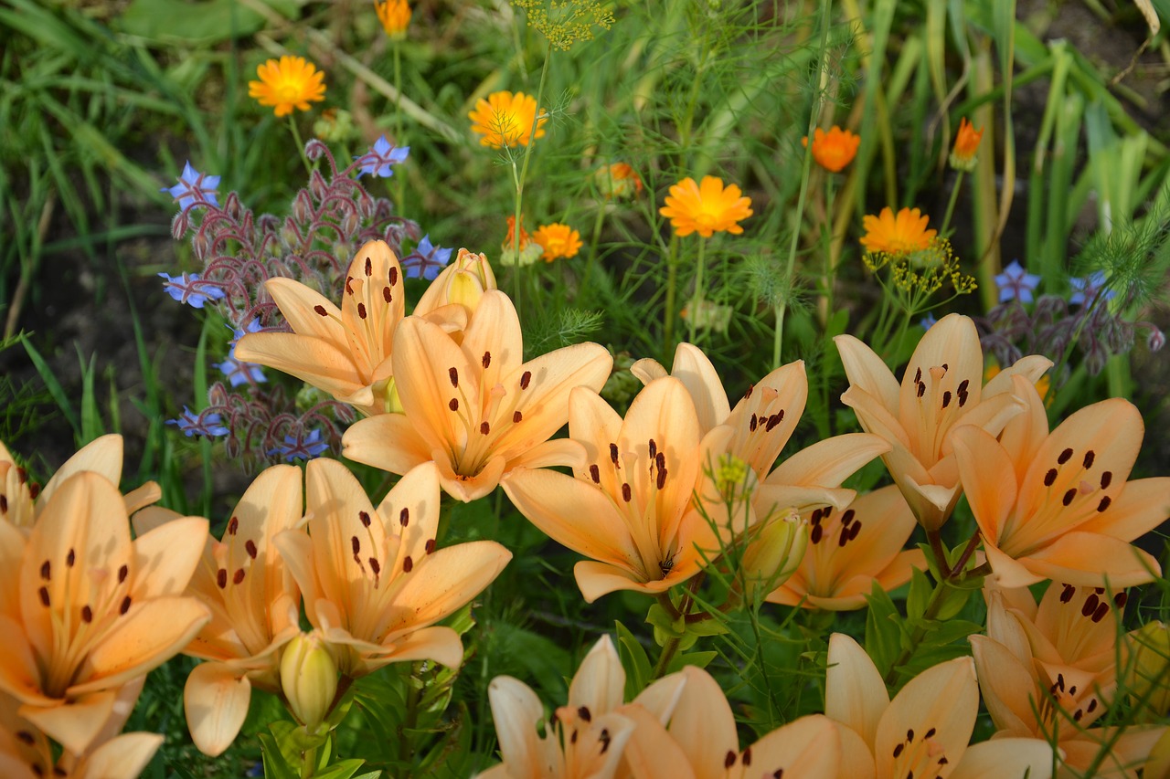 Image - lily flowers garden dacha