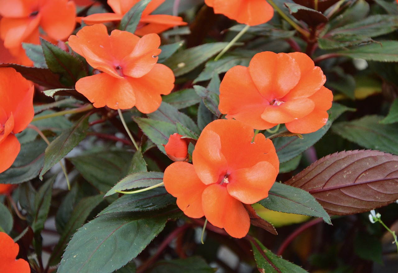 Image - flowers impatiensi orange garden