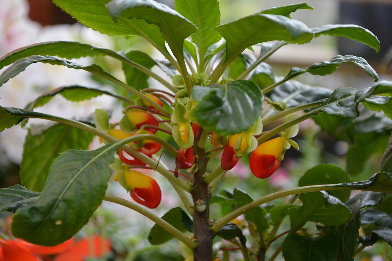 Image - flowers plant impatiens zaire