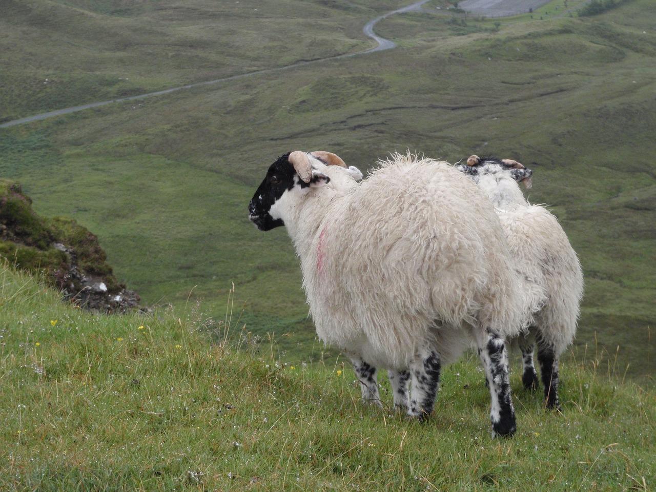 Image - sheep scotland green skye grass