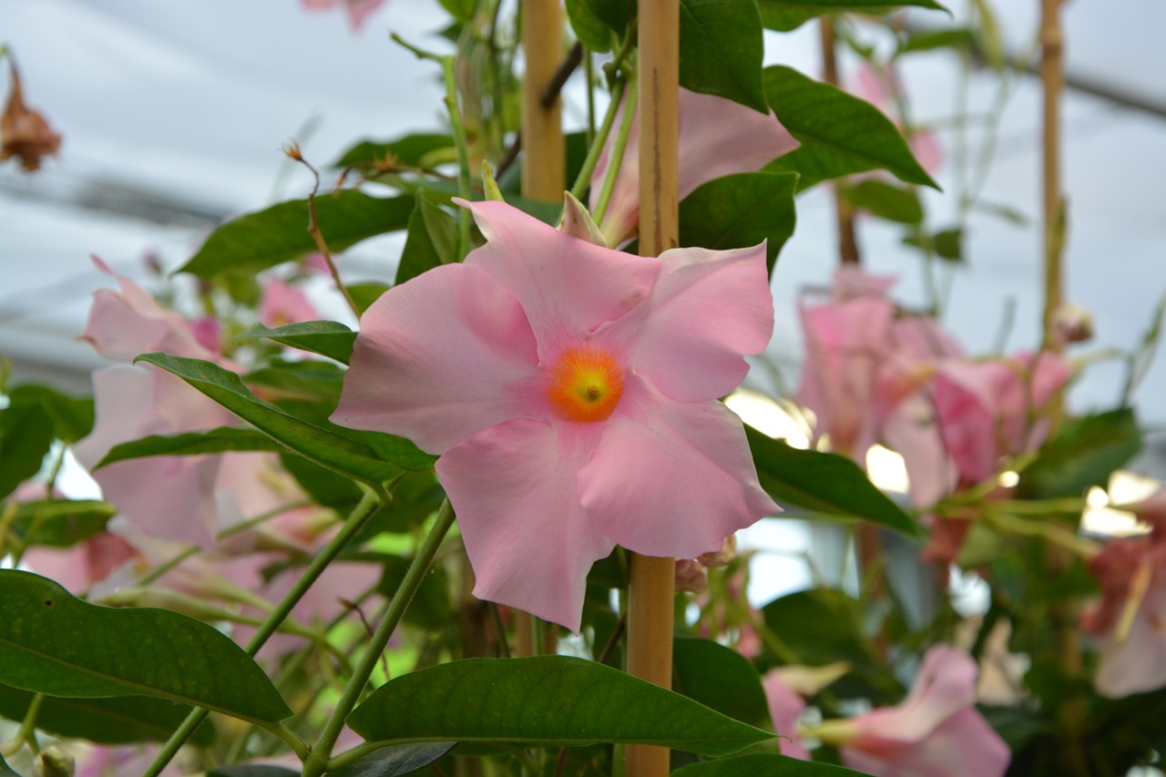 Image - pink flower flower vine garden