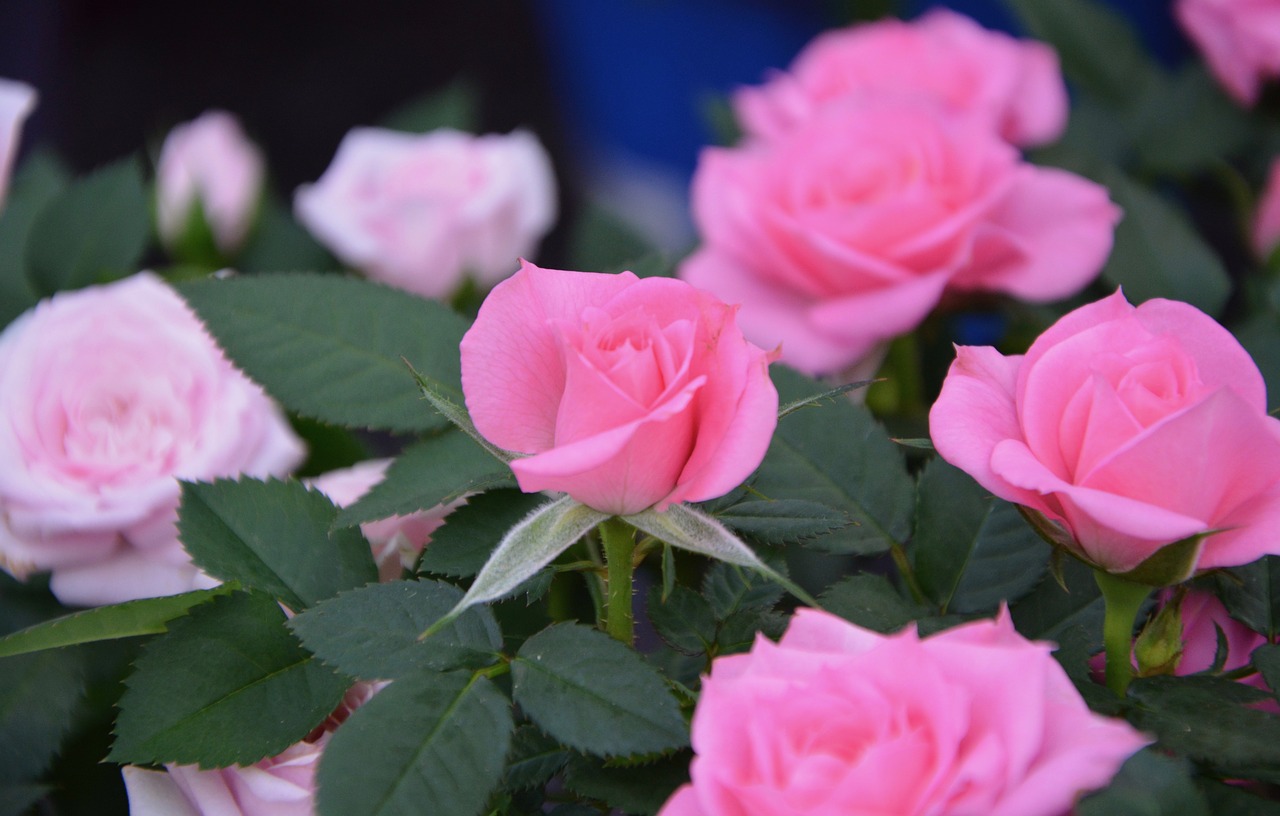 Image - pink rosebush plant garden massif