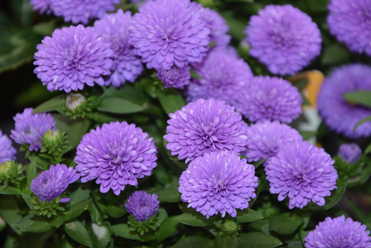 Image - flowers color violet massif