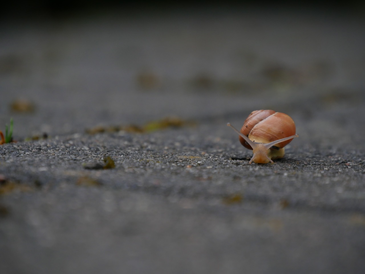 Image - snail slowly shell animal mollusk