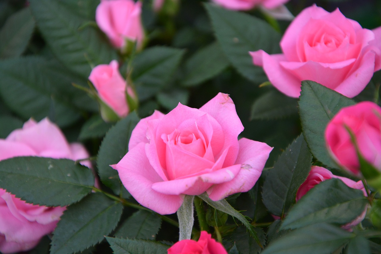 Image - flowers roses pink offer