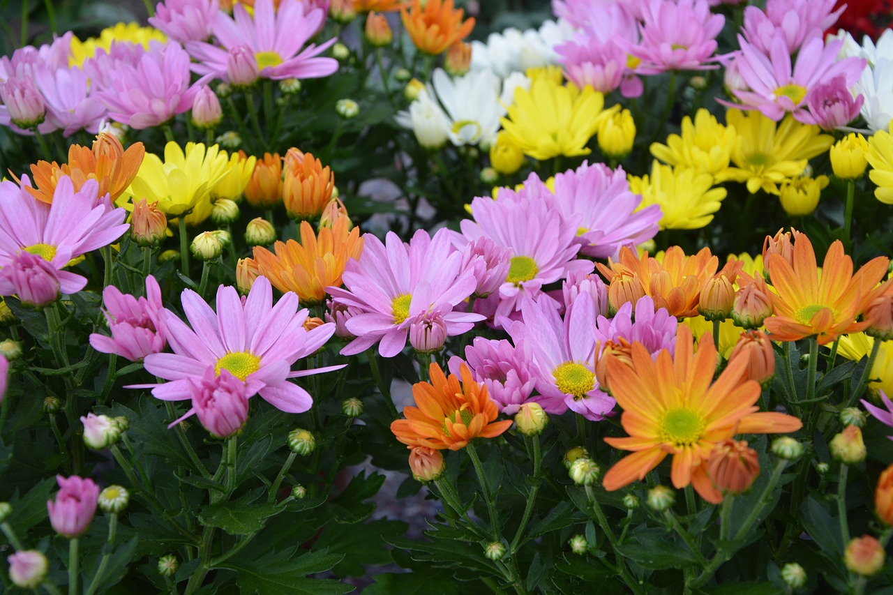 Image - flowers daisies colors orange rose