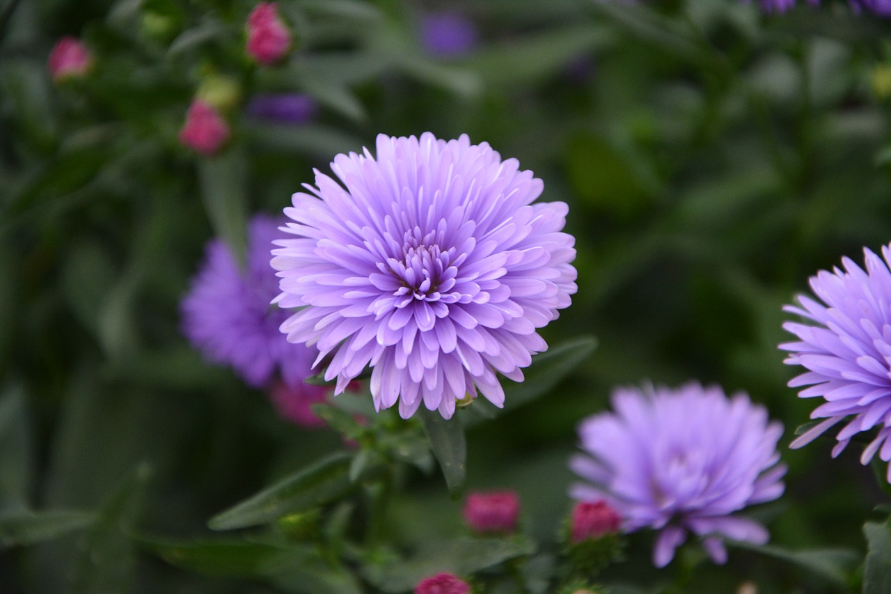 Image - flower aster purple flower nature