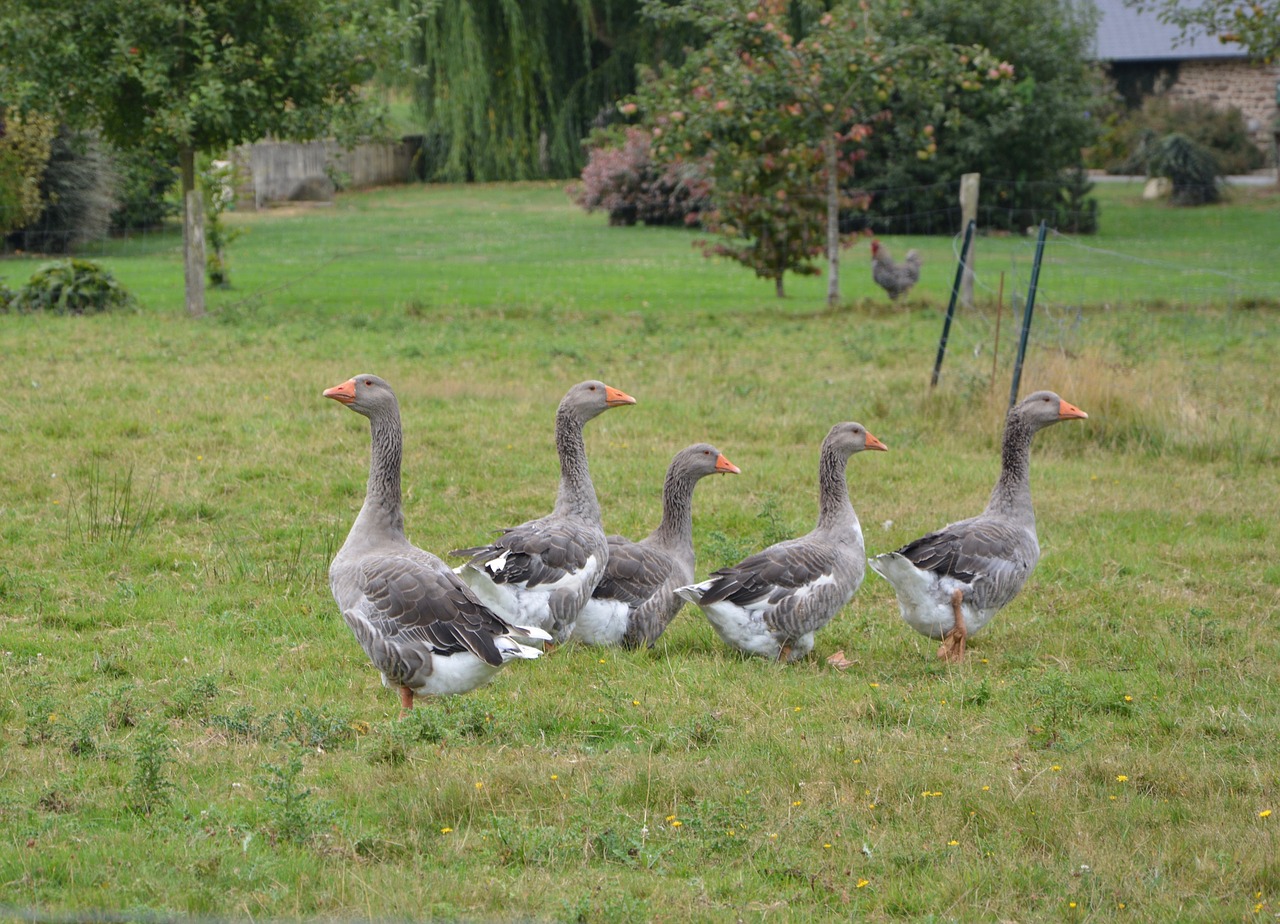 Image - geese color grey white farm