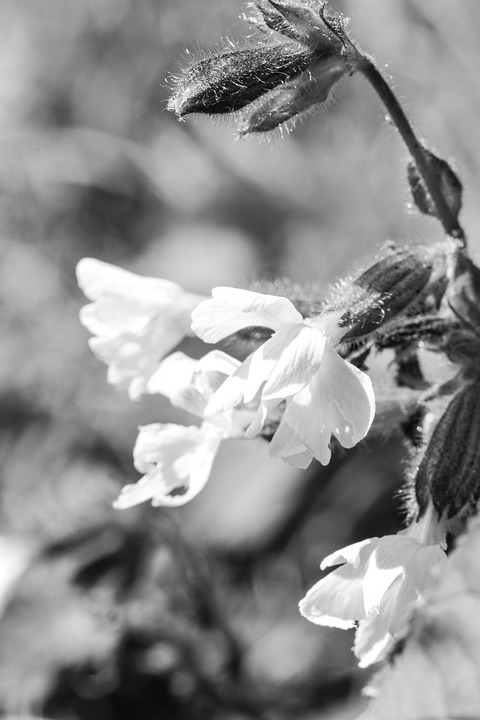 Image - flower summer flower nature summer