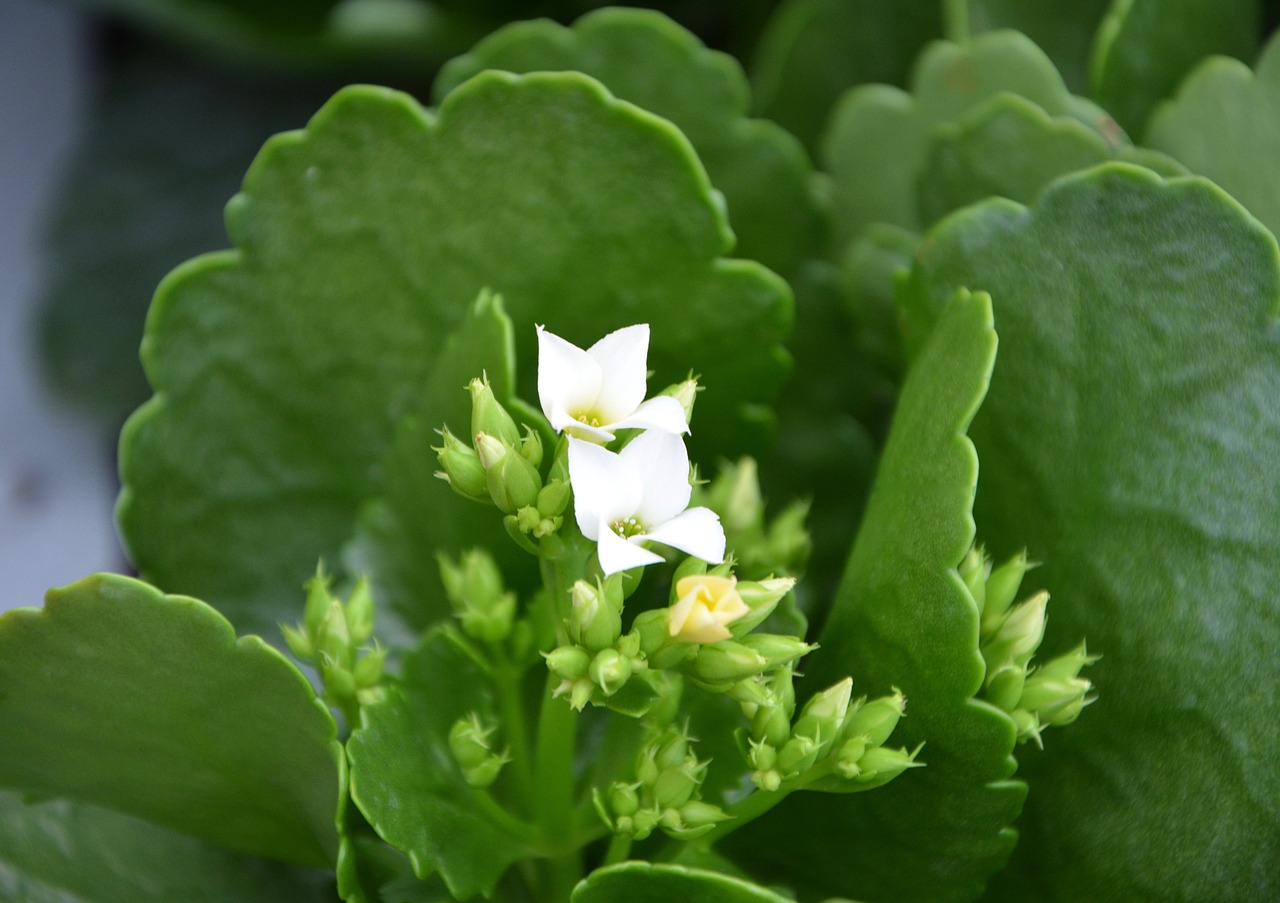 Image - succulent white flowers green leaves