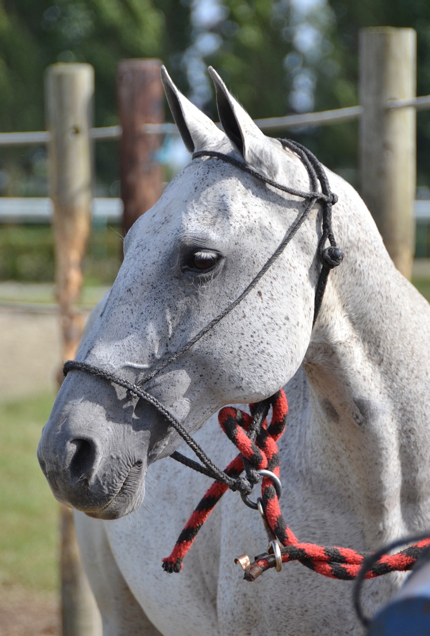 Image - horse sport horseback riding