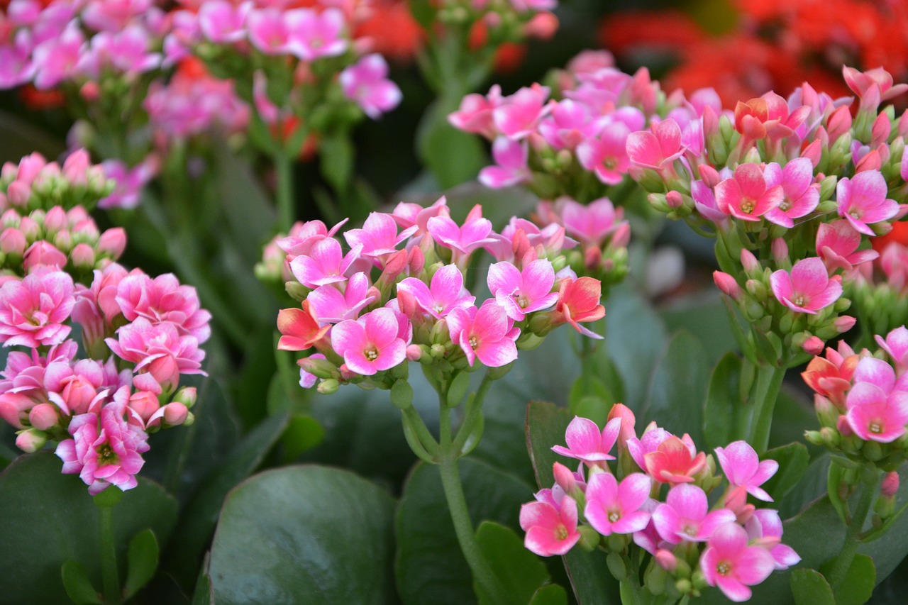 Image - flowers pink flower kalancloé