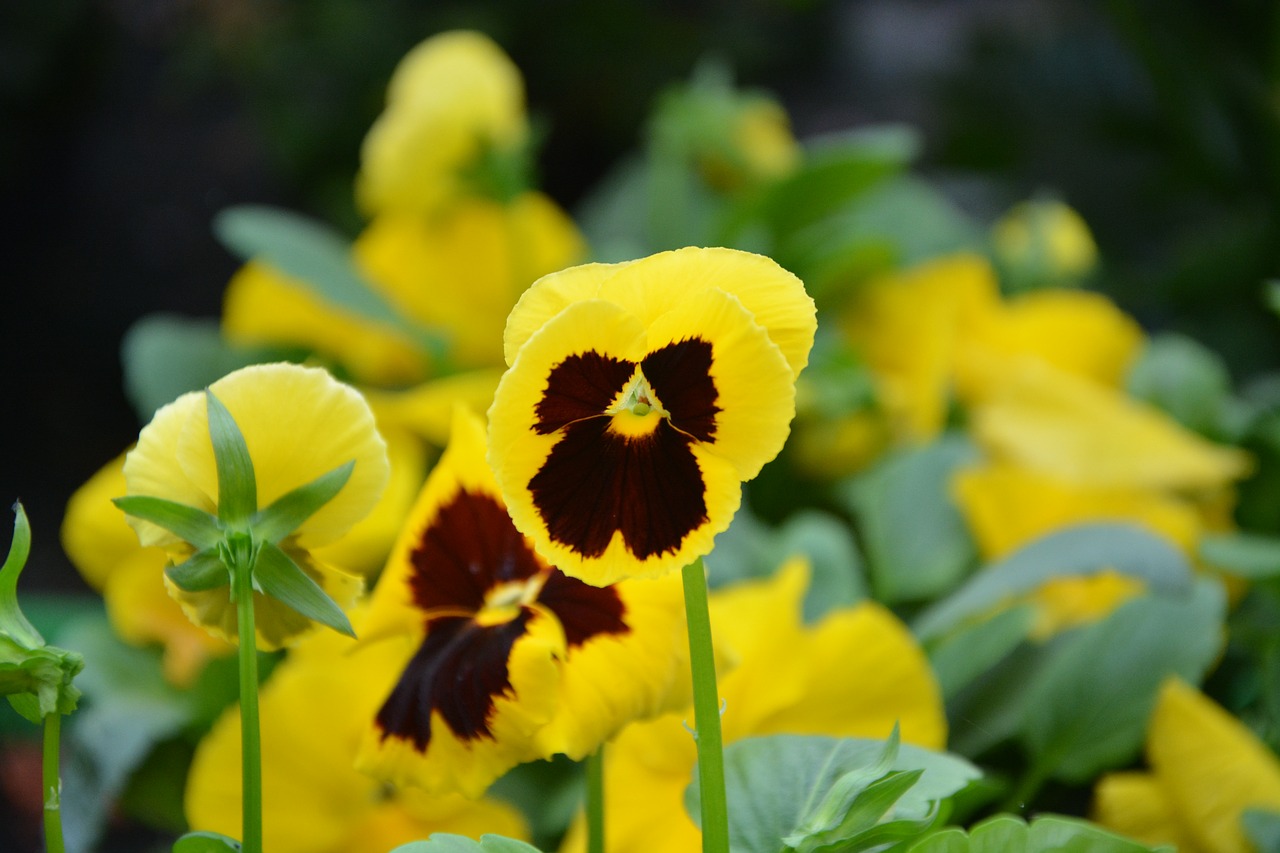 Image - flower thinking yellow green