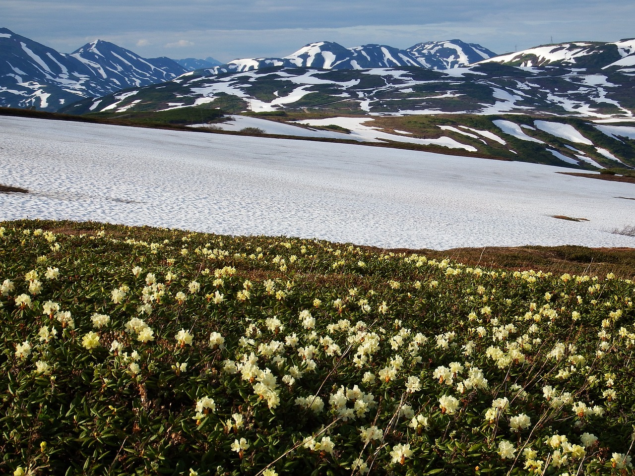 Image - flowers rhododendrons mountains