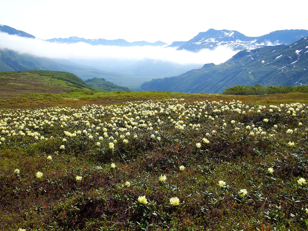 Image - flowers rhododendrons mountains