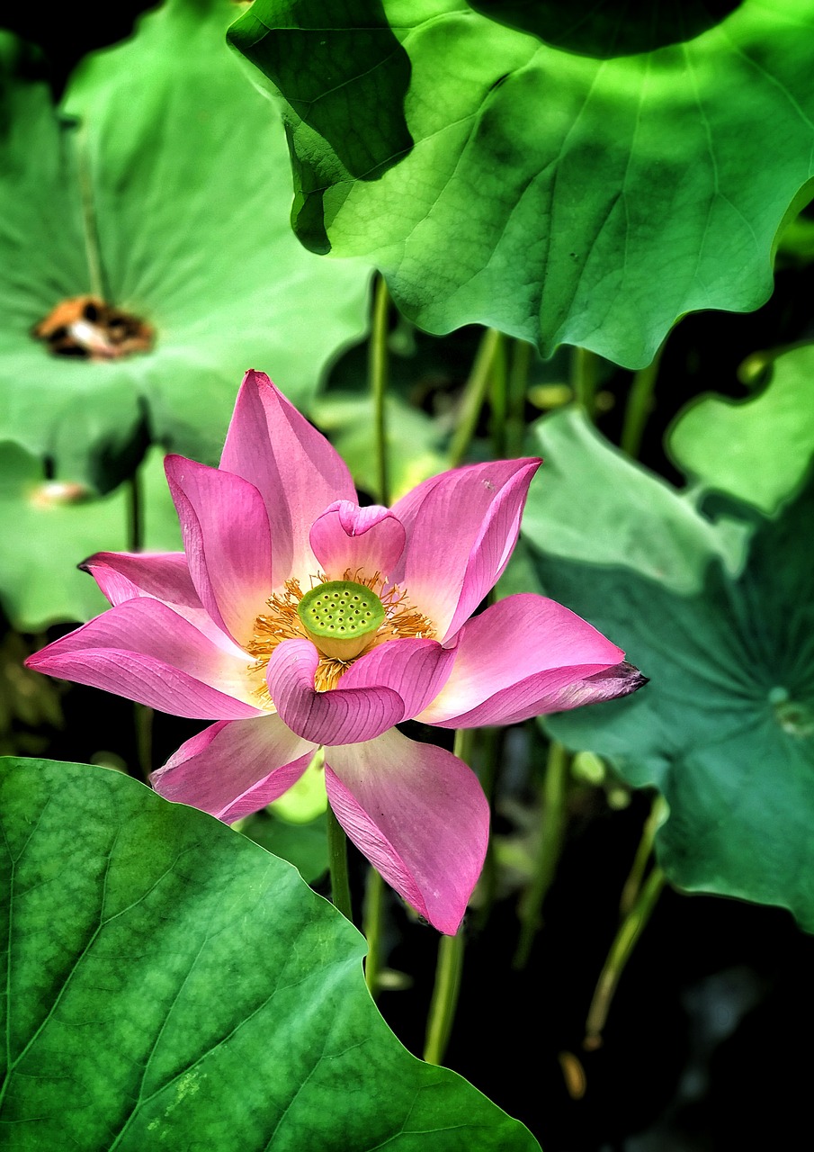 Image - lotus flower pink summer greenery