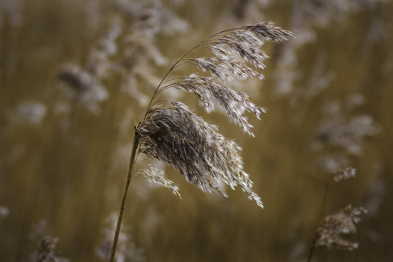 Image - grass reed water lake pond flora