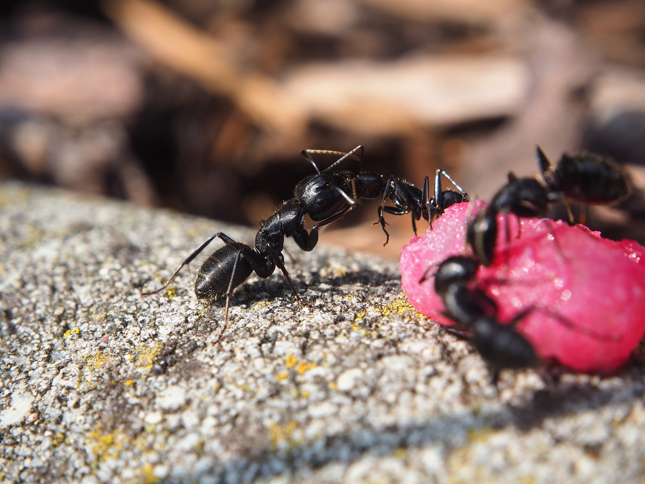 Image - ant ants insect nature close