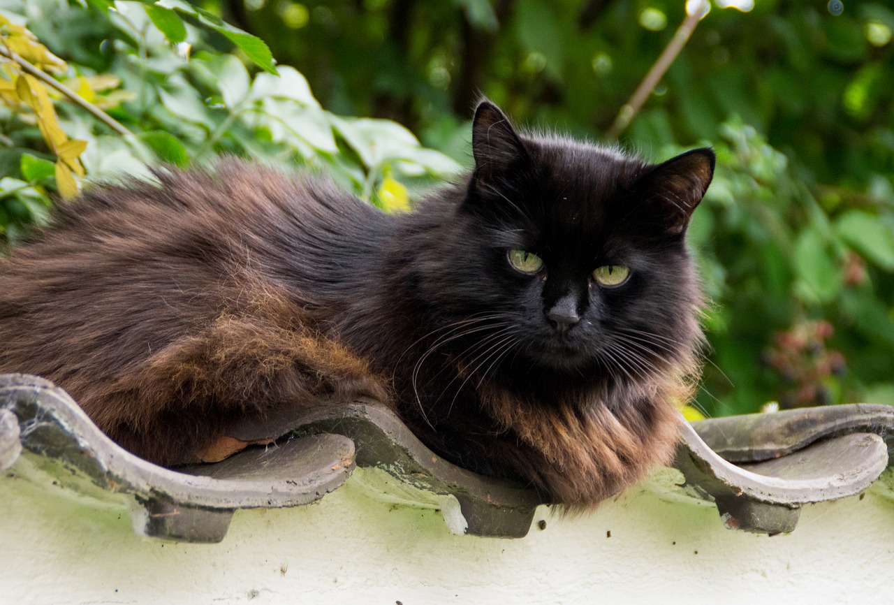 Image - cat thick fluffy thick cat