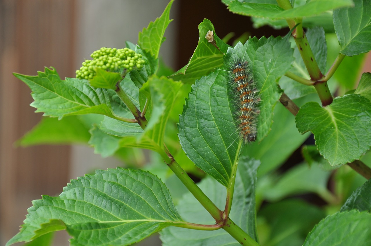 Image - worm bug leaves green nature