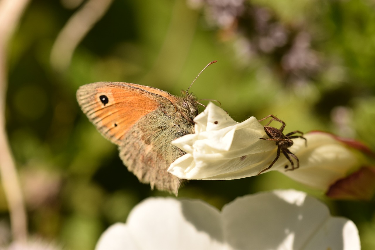 Image - butterfly flower spider summer