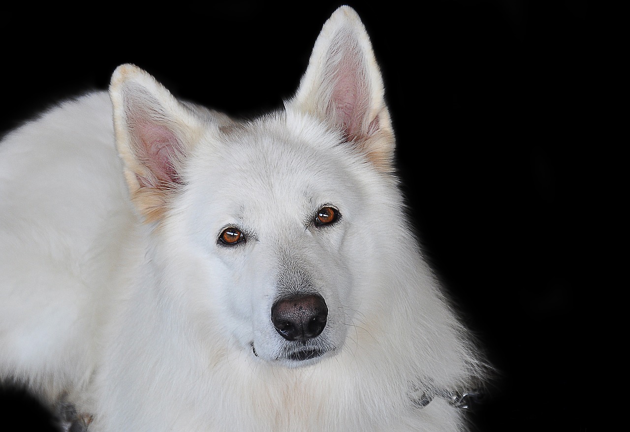 Image - schäfer dog white white shepherd