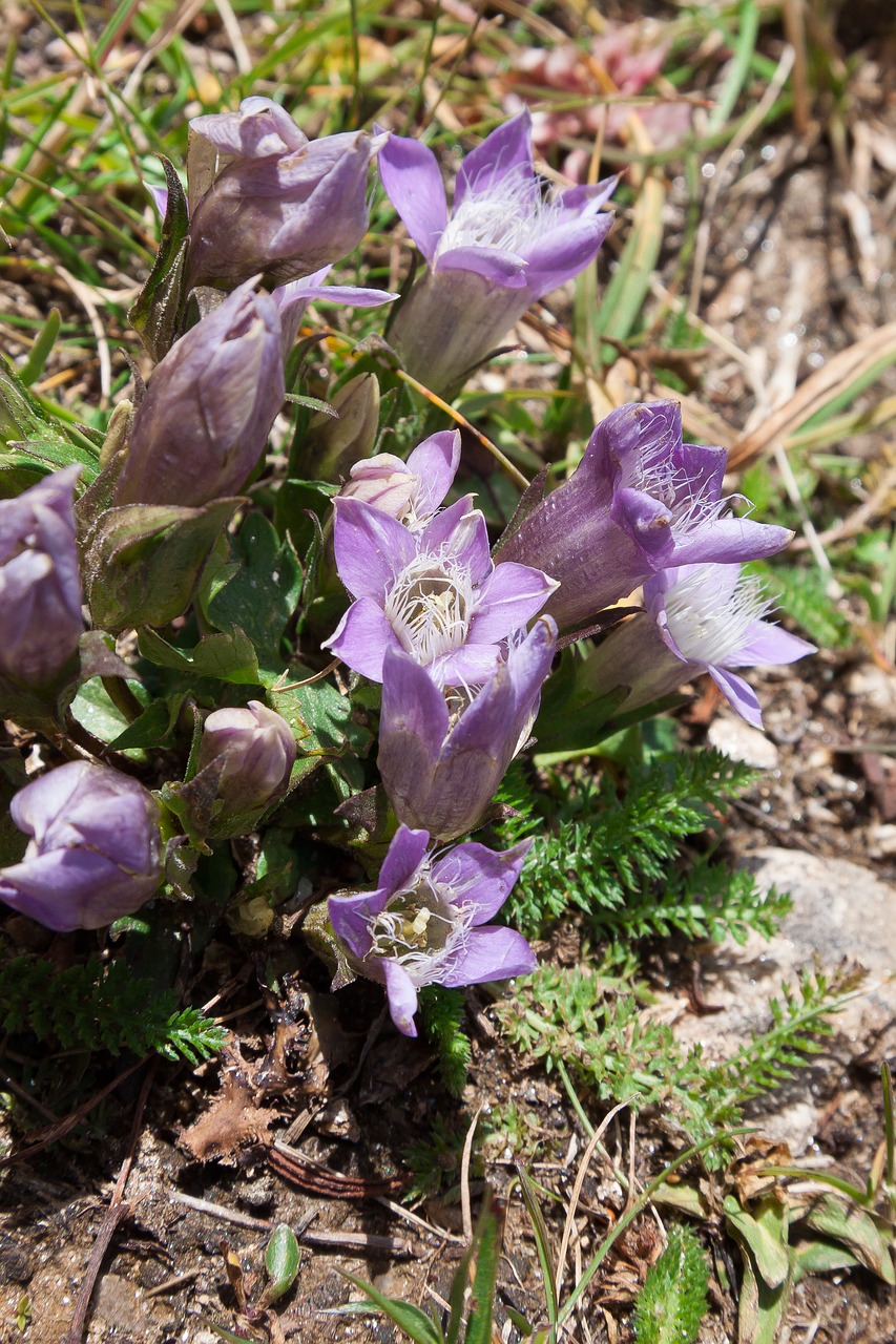 Image - gentian gentiana alpine