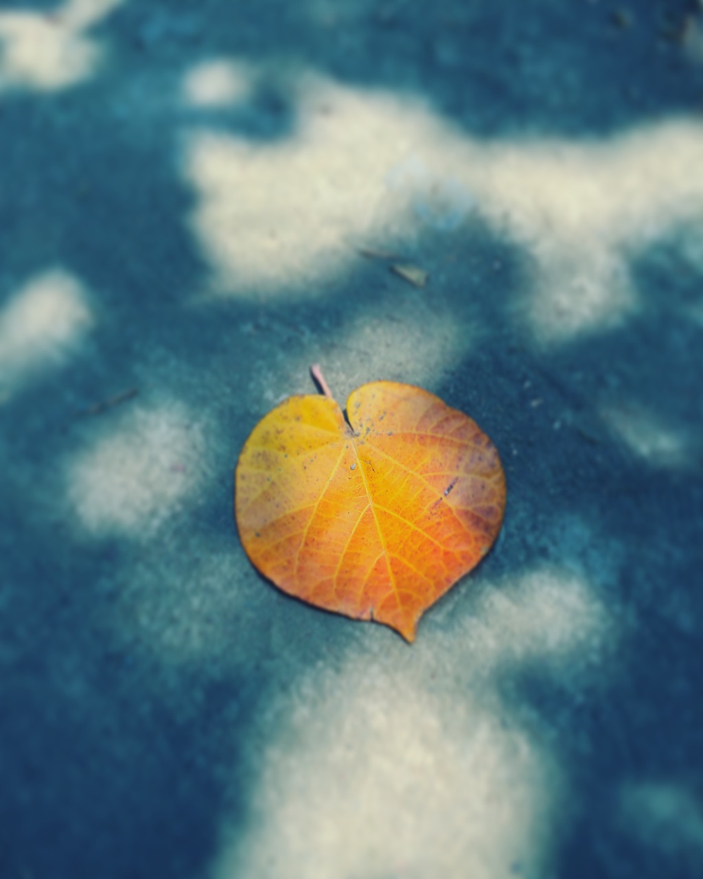 Image - lifestyle shadow leaf